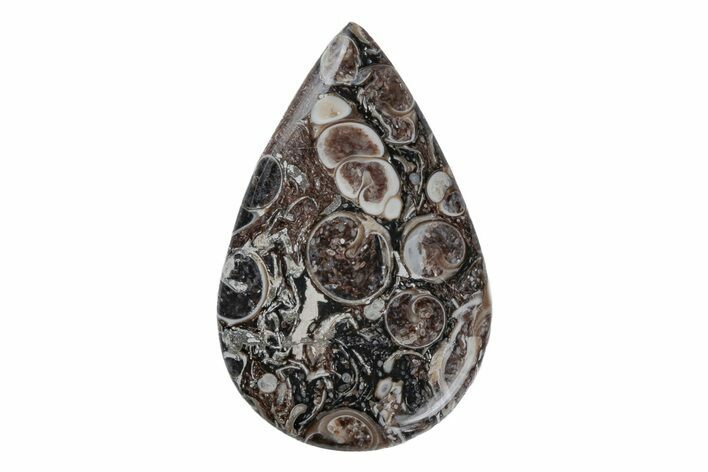 Polished Fossil Turritella Agate Cabochon - Wyoming #219196